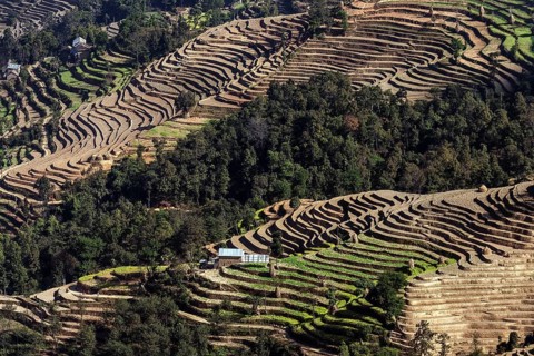 Terrace cultivation