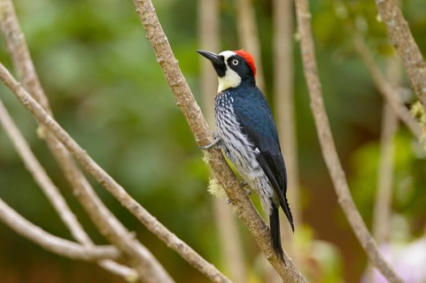 Acorn Woodpecker (Melanerpes formicivorus) perched on a branch