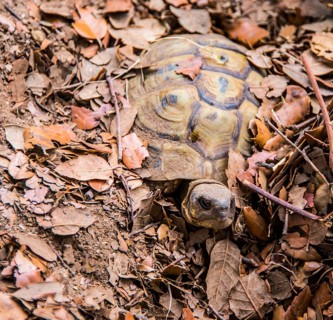 Hermann tortoise (Testudo hermanni) buried in foliage