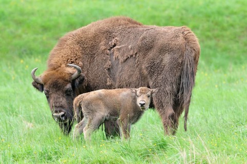 European bison (Bison bonasus)