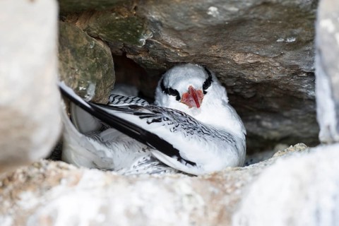 Red-billed Tropic Bird (Phaethon aethereus)