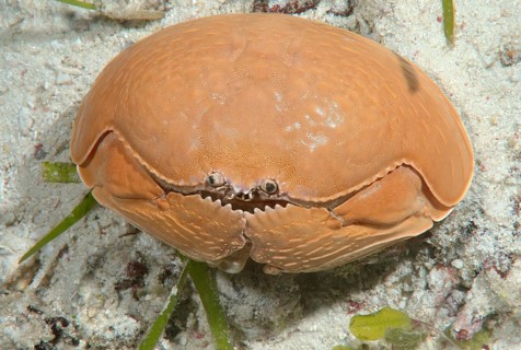 Smooth crab (Calappa calappa)