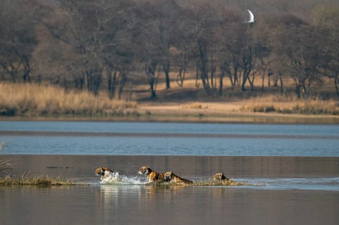 Wild Indian Tigers or Bengal Tigers