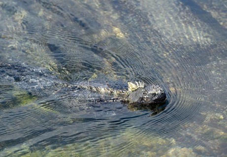 Marine Iguana (Amblyrhynchus cristatus) swimming