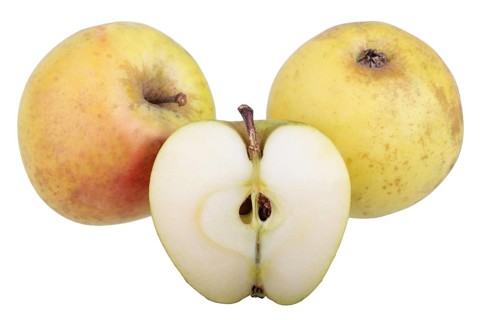 Apple variety Yellow Saxon Reinette
