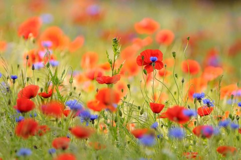 Flower meadow with Common Poppies (Papaver rhoeas) and Cornflowers (Centaurea cyanus)