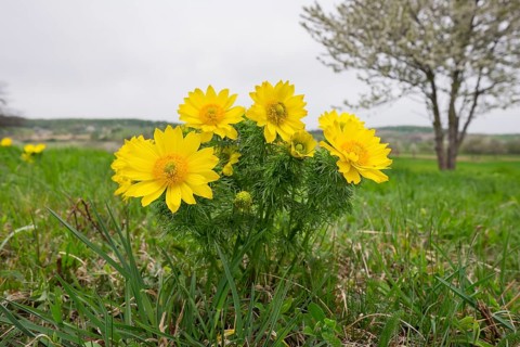 Spring Pheasant's Eye (Adonis vernalis)