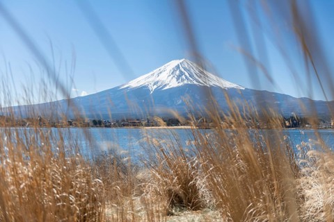 Reed bank at Lake Kawaguchi