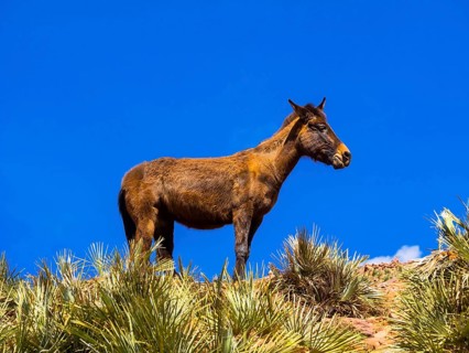 Horse on a path in the Atlas Mountains