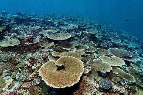 Reef flat with Acropora table coral (Acropora hyacinthus)