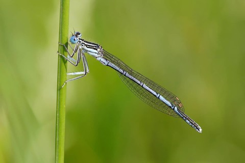 White-legged Damselfly (Platycnemis pennipes)