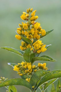 Garden Loosestrife (Lysimachia vulgaris)