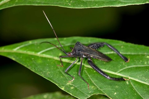 Assassin Bug (Reduviidae sp.)