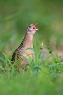 Corncrake (Crex crex)