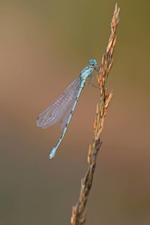 Common Blue Damselfly or Northern Bluet (Enallagma cyathigerum)