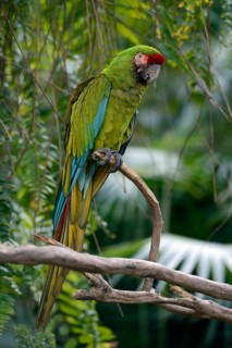 Great green macaw (Ara ambiguus)