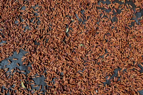 Semi-dried cloves (Syzygium aromaticum)