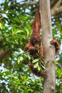 Bornean Orangutan (Pongo pygmaeus)
