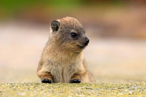 Rock Hyrax (Procavia capensis)