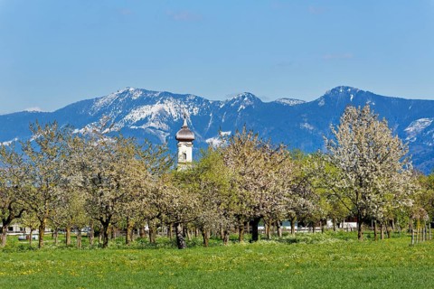 Blossoming apple trees