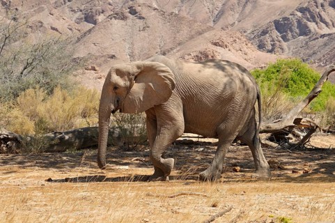 Rare Namibian Desert Elephant (Loxodonta africana)
