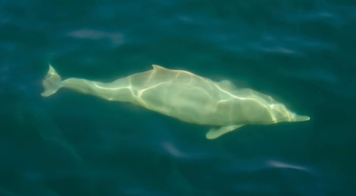 Spinner Dolphin (Stenella longirostris)