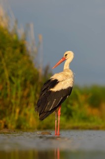 White Stork (Ciconia ciconia)