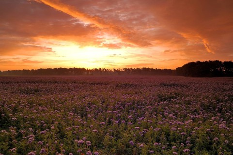Field with Self-heal