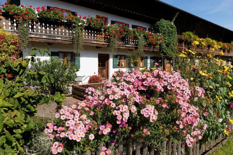 Kitchen garden with asters
