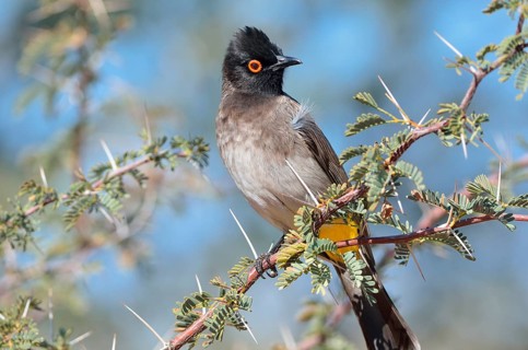 African Red-eyed Bulbul (Pycnonotus nigricans)