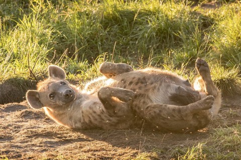Spotted Hyena (Crocuta crocuta)
