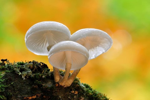 Porcelain Fungus (Oudemansiella mucida)