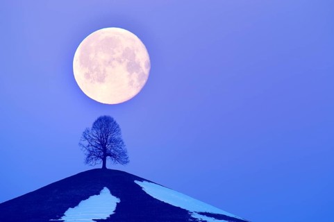 Lime Tree (Tilia) on a moraine hill at full moon