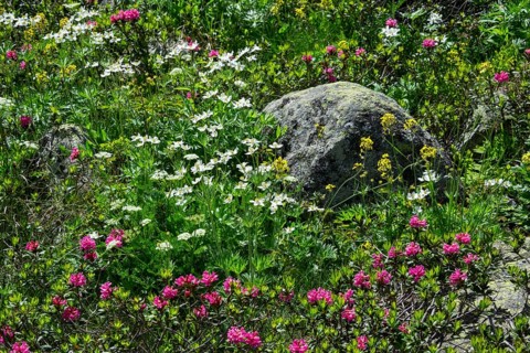 Hairy Alpenrose (Rhododendron hirsutum)