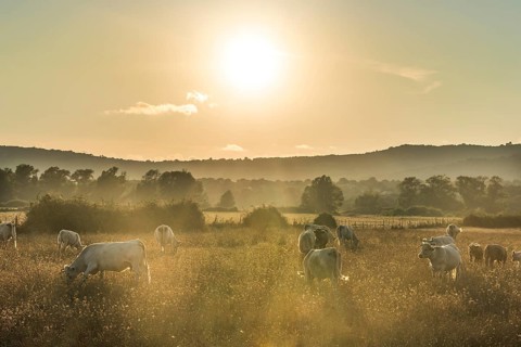 Charolais cattle