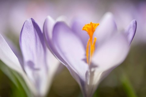 Woodland crocus (Crocus tommasinianus)