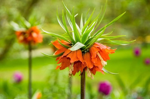 Fritillaries (Frittilaria)