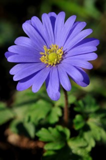Balkan Anemone (Anemone blanda)