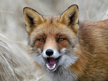 Red fox (Vulpes vulpes)