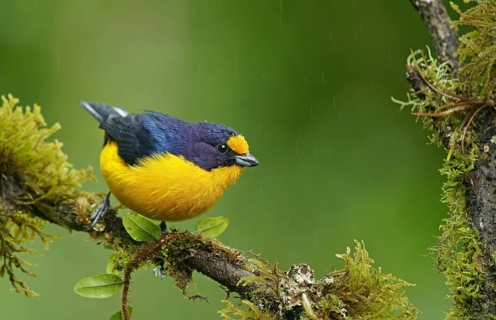 Euphonia violacea (Euphonia violacea)