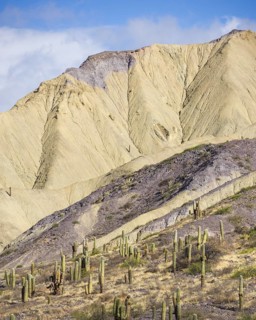Mountains with Trichocereus pasacana cacti in the foreground