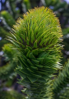 Monkey puzzle tree (Araucaria araucana)