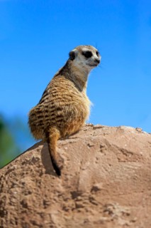 Meerkat (Suricata suricatta)