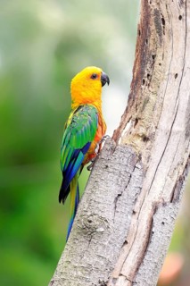 Sun Parakeet (Aratinga solstitialis jandaya)