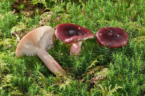 Roter Heringstaubling (Russula erythropoda)