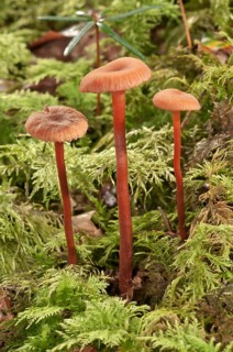 Waxy laccaria (Laccaria laccata)