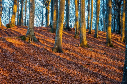 Shadows of trunks on autumn leaves in evening light
