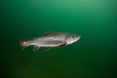 Rainbow trout (Oncorhynchus mykiss)