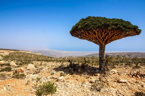 Socotra Dragon Tree or Dragon Blood Tree (Dracaena cinnabari)