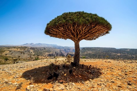 Socotra Dragon Tree or Dragon Blood Tree (Dracaena cinnabari)